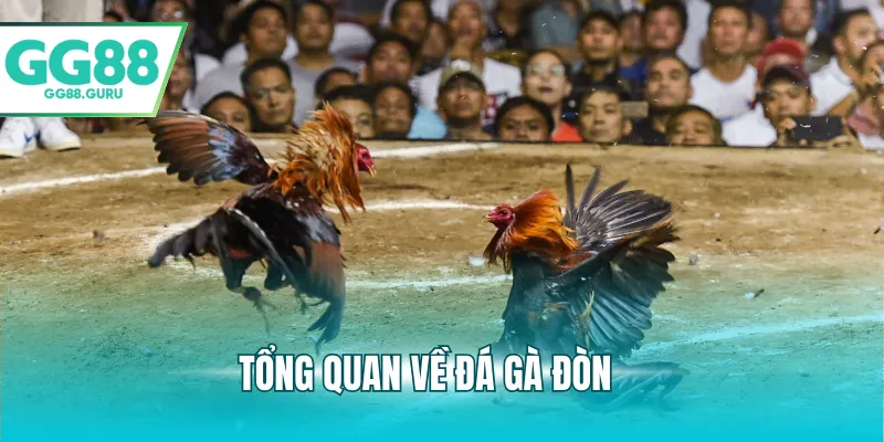 Tổng quan về đá gà đòn